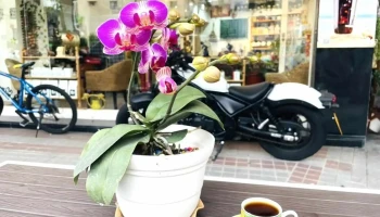 晴子咖啡 - 彰化縣彰化市