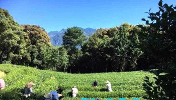 黑牌茶业批发零售 - 558台湾南投縣鹿谷鄉興產路95-22號