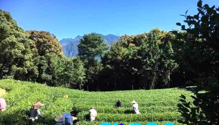 黑牌茶业批发零售 - 558台湾南投縣鹿谷鄉興產路95-22號
